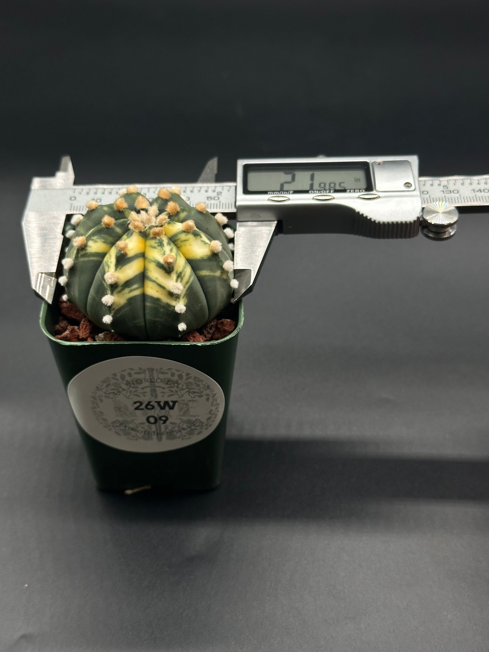 Astrophytum Asterias cv. 'Ooibo' Variegated cactus in a 4-inch pot with a measuring device visible, showcasing its unique variegation.