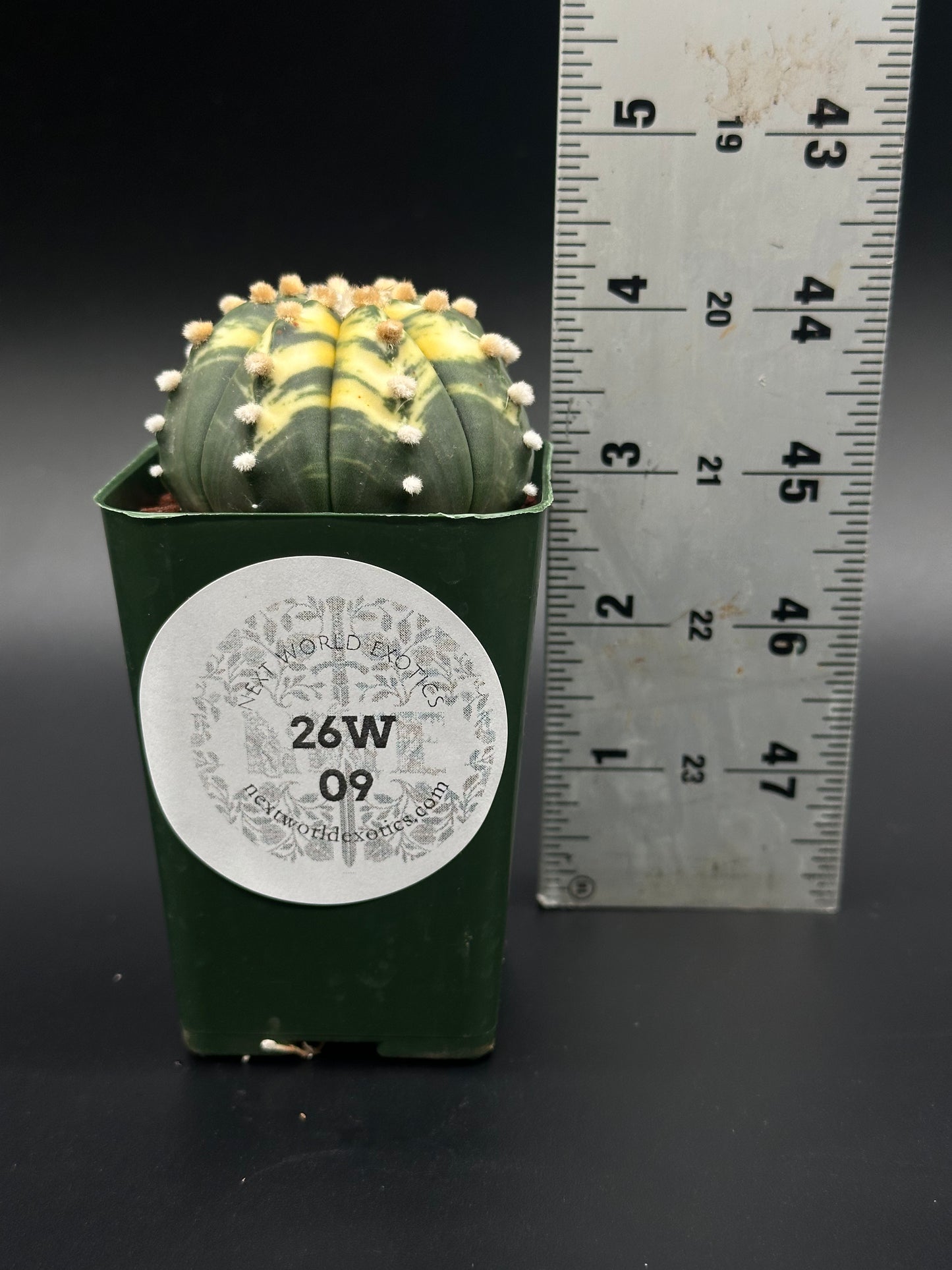 Astrophytum Asterias cv. 'Ooibo' Variegated in a 4-inch pot, shown with a ruler for scale, highlighting its unique variegated pattern.