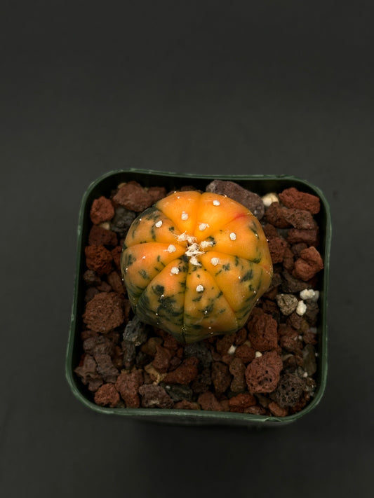 Astrophytum Asterias cv. 'Ooibo' Variegated Orange in a 2.25-inch pot, showcasing its rare variegation, perfect for exotic houseplant enthusiasts.
