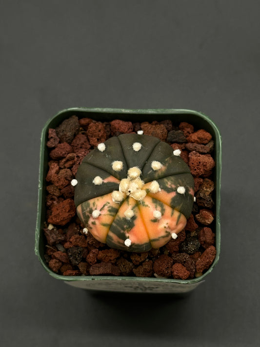 Astrophytum Asterias cv. 'Ooibo' Variegated Orange in a 2.25-inch pot, showcasing distinctive variegation and unique orange hues, ideal for collectors of rare houseplants.