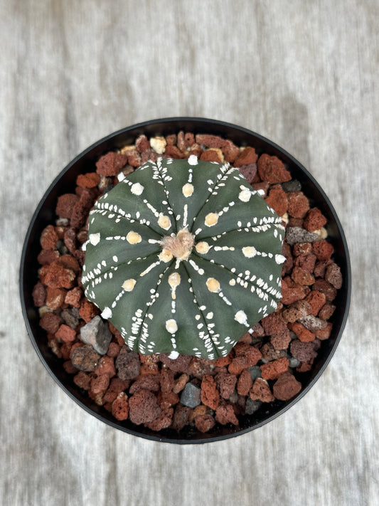 Astrophytum Asterias cv Star Type with Lines in a pot, featuring white dots on top, from Next World Exotics' rare tropical houseplants collection.