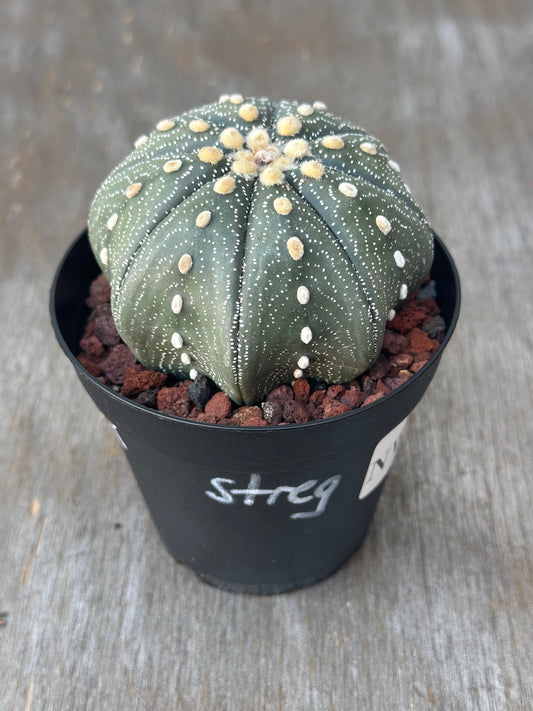 Astrophytum Asterias cv. 'Star Type Ooibo' cactus in a pot, featuring distinctive white dots on its surface. Perfect for exotic houseplant enthusiasts.