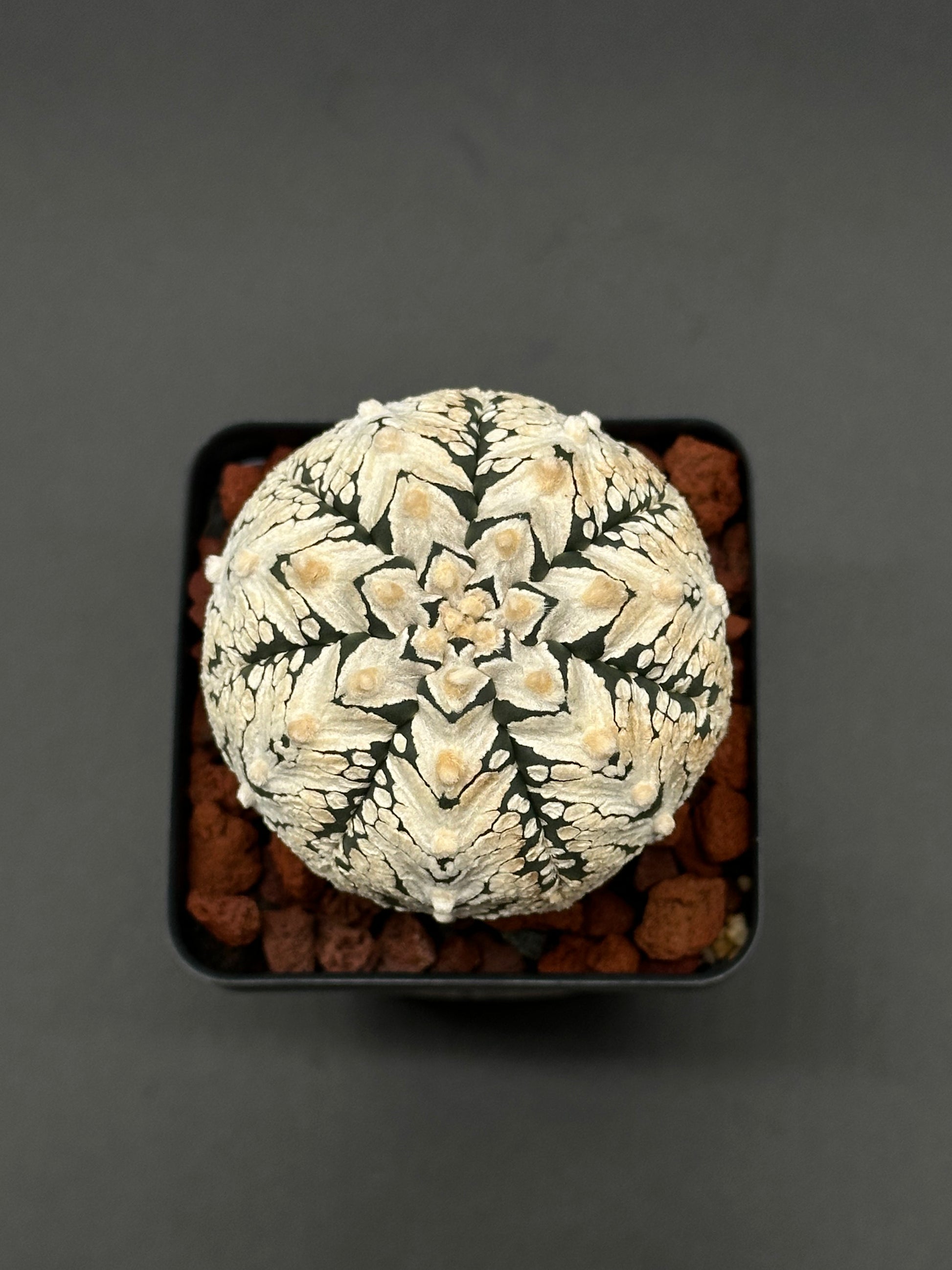Astrophytum Asterias cv. 'Super Kabuto V-Type' cactus in a small pot, featured by Next World Exotics for rare plant enthusiasts.