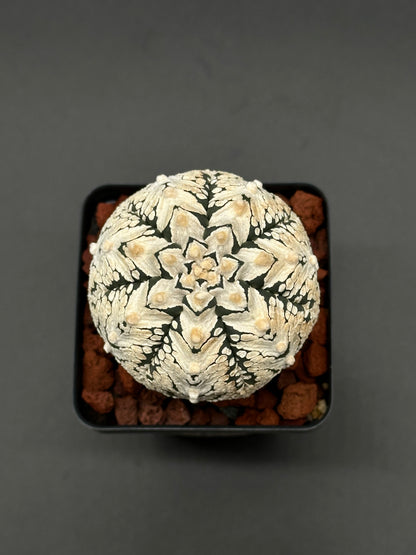 Astrophytum Asterias cv. 'Super Kabuto V-Type' cactus in a small pot, featured by Next World Exotics for rare plant enthusiasts.