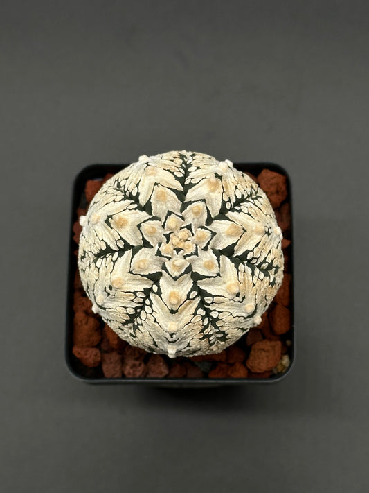 Astrophytum Asterias cv. 'Super Kabuto V-Type' cactus in a small pot, featured by Next World Exotics for rare plant enthusiasts.