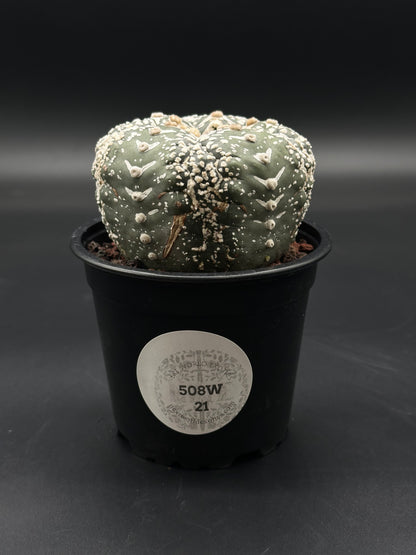 Astrophytum Asterias cv. 'Super Kabuto V-Type' in a 2-inch pot, showcasing its unique form, ideal for exotic plant enthusiasts and collectors.
