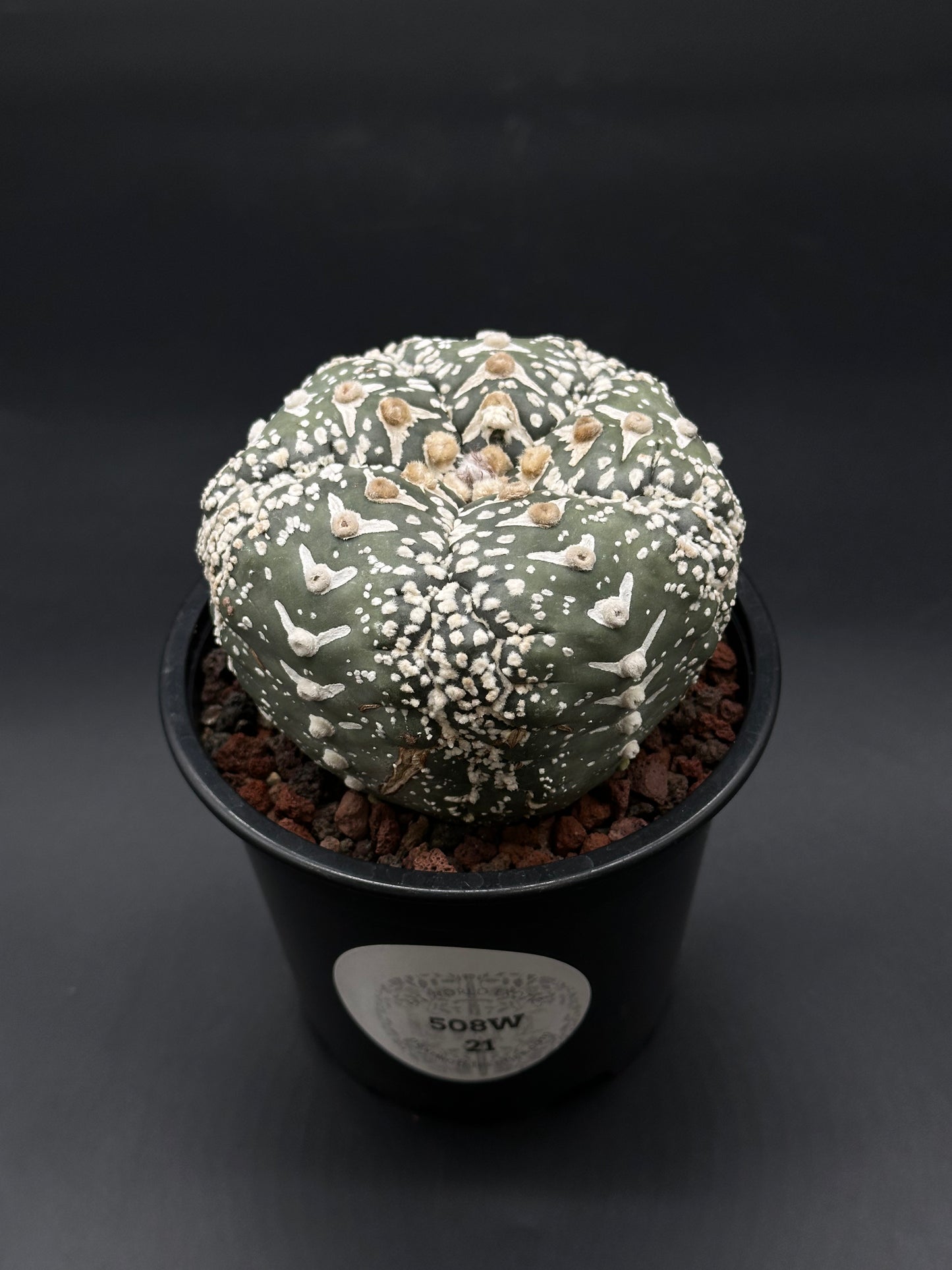 Astrophytum Asterias cv. 'Super Kabuto V-Type' in a small pot, showcasing its unique, rare cactus features, suited for collectors and exotic plant enthusiasts.