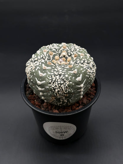 Astrophytum Asterias cv. 'Super Kabuto V-Type' in a small pot, showcasing its unique, rare cactus features, suited for collectors and exotic plant enthusiasts.