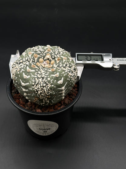 Astrophytum Asterias cv. 'Super Kabuto V-Type' in a 2-inch pot, highlighting its unique texture and form, perfect for exotic plant enthusiasts.