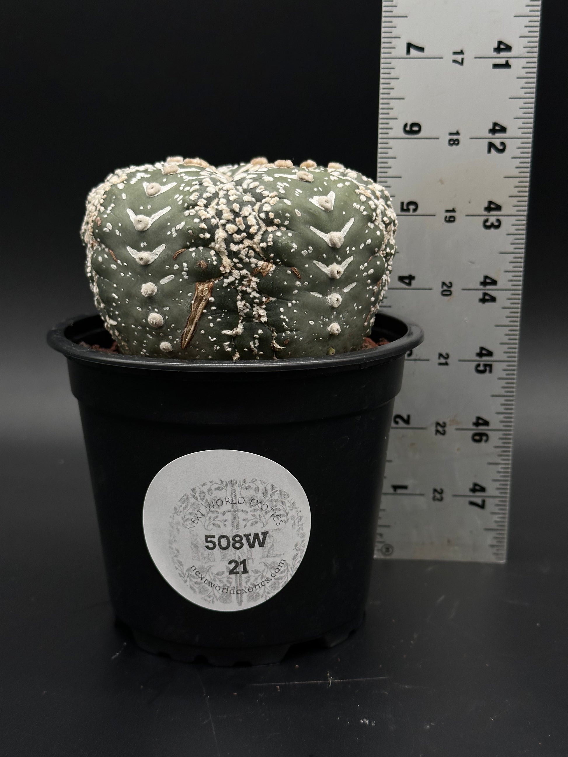 Astrophytum Asterias cv. 'Super Kabuto V-Type' in a 2-inch pot, showcasing its rare, unique form, ideal for exotic houseplant collectors.