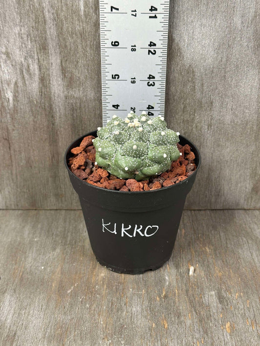 Astrophytum Asterias 'Kikko' cactus in a pot with a ruler for size reference.