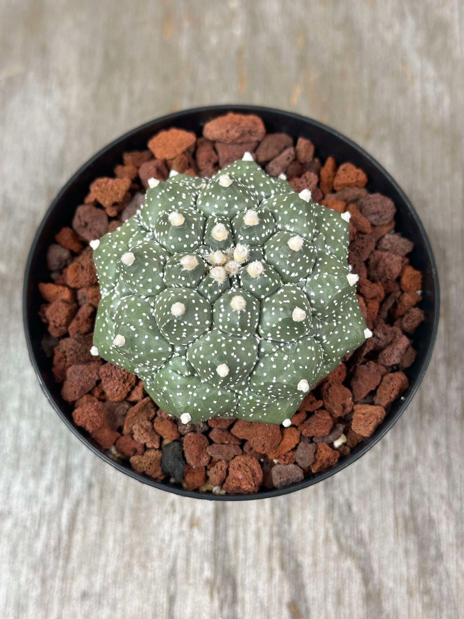 Astrophytum Asterias 'Kikko' cactus in a pot, featuring distinctive white dots and textured surface.