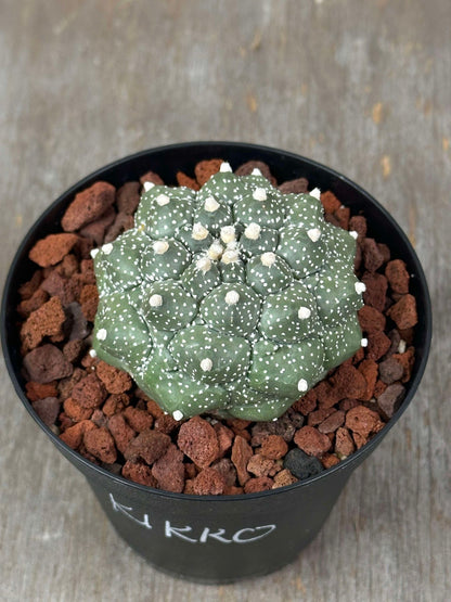 Astrophytum Asterias 'Kikko' cactus in a pot, showcasing its unique star-shaped, ribbed structure and small spines, ideal as a houseplant.