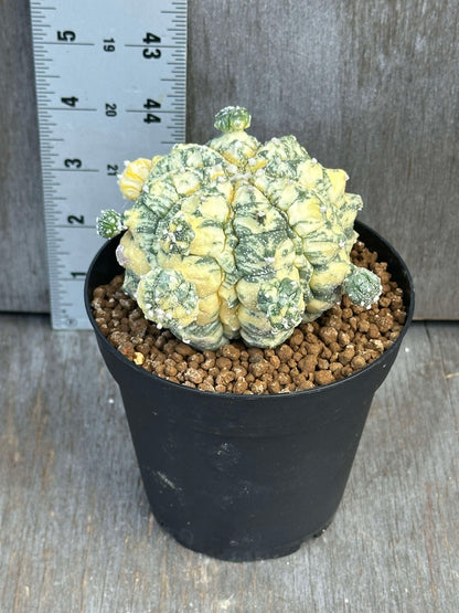 Astrophytum asterias cv. Kikko Nudum Variegated cactus in a 4-inch pot, showcasing distinct, raised tubercles and numerous pups, creating a unique textured appearance.