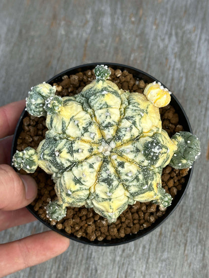 Hand holding an Astrophytum asterias cv. Kikko Nudum Variegated (AAKV1) cactus, showcasing its distinct textured surface and raised tubercles in a 4-inch pot.