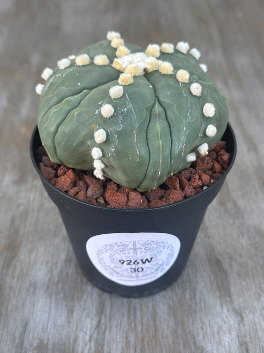 Astrophytum Asterias cv. 'Ooibo Fukuryu' variegated cactus in a 4-inch pot, featuring white dots, available at Next World Exotics.