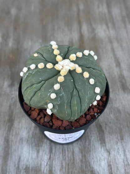 Astrophytum Asterias cv. 'Ooibo Fukuryu' variegated cactus in a 4-inch pot.