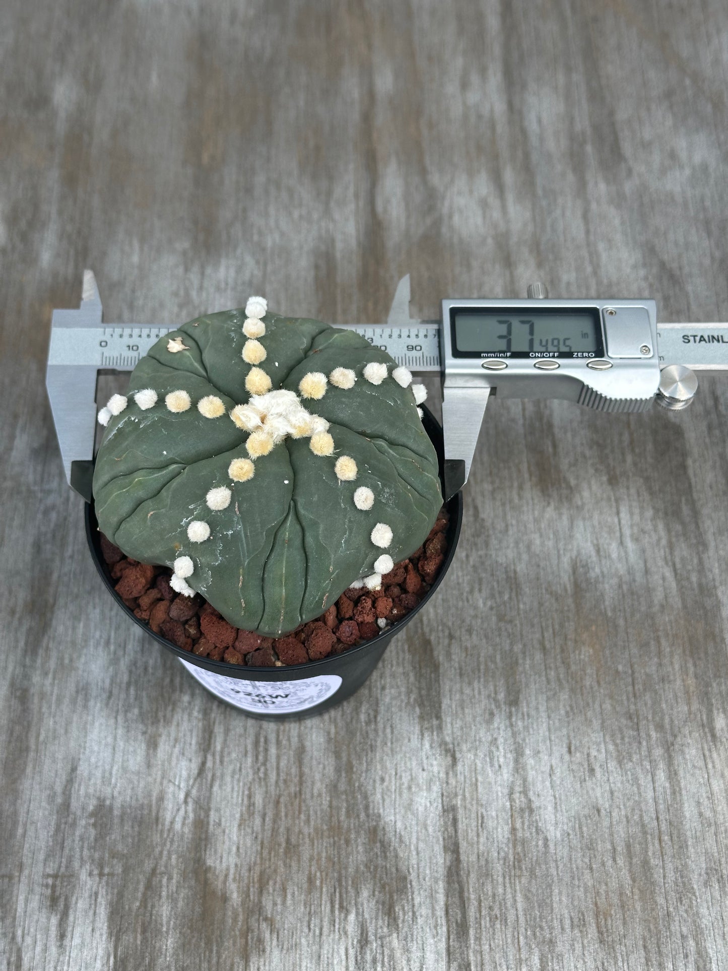 Astrophytum Asterias cv. 'Ooibo Fukuryu' in a 4-inch pot, shown with a digital caliper measuring its size.