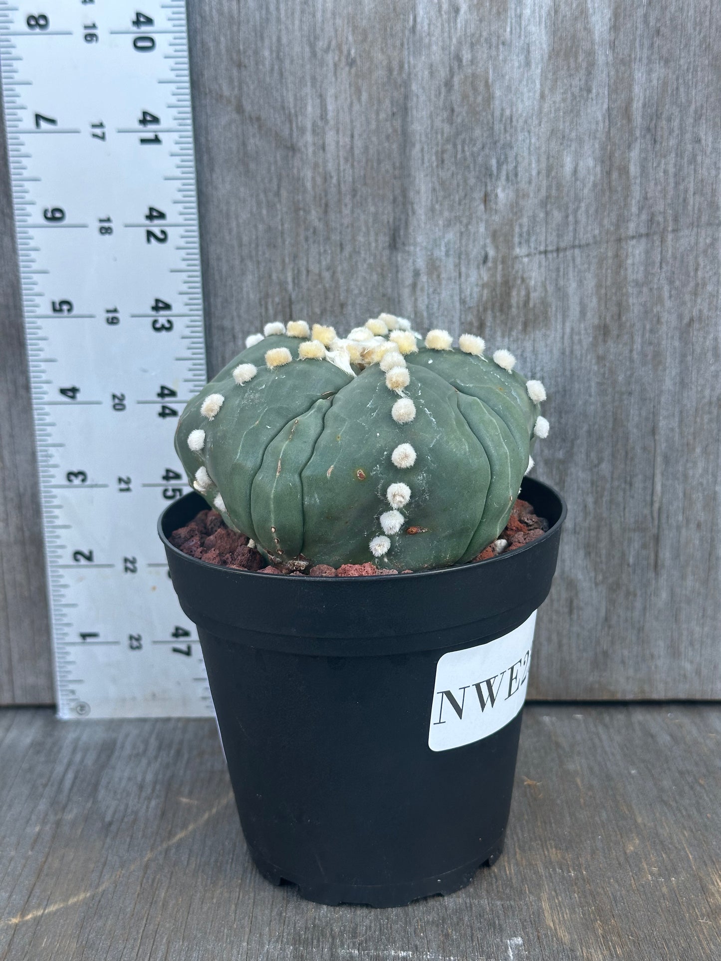 Astrophytum Asterias cv. 'Ooibo Fukuryu' variegated cactus in a 4-inch pot, showcasing white and yellow flowers, ideal for exotic houseplant collectors.