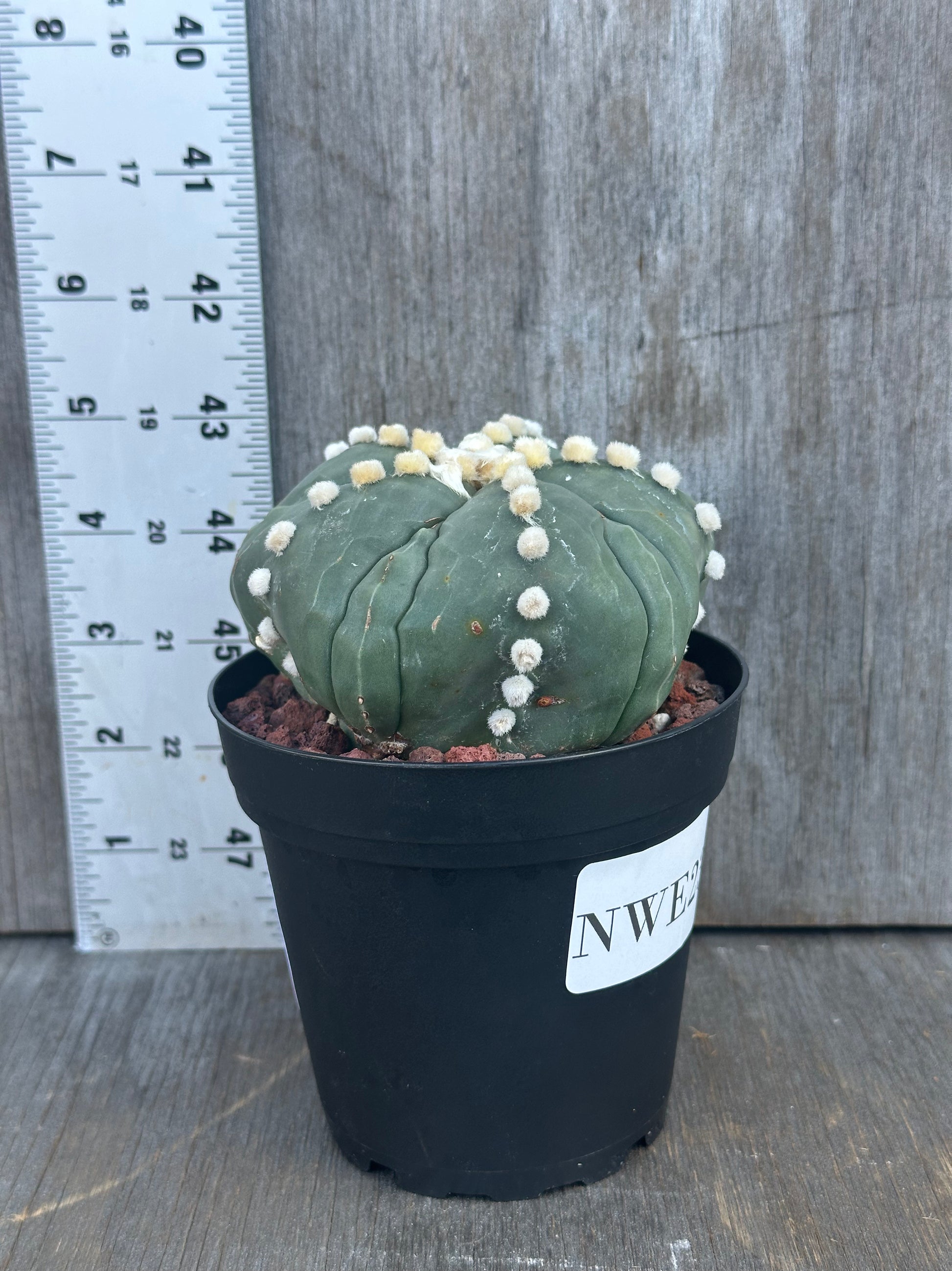 Astrophytum Asterias cv. 'Ooibo Fukuryu' variegated cactus in a 4-inch pot, showcasing white and yellow flowers, ideal for exotic houseplant collectors.