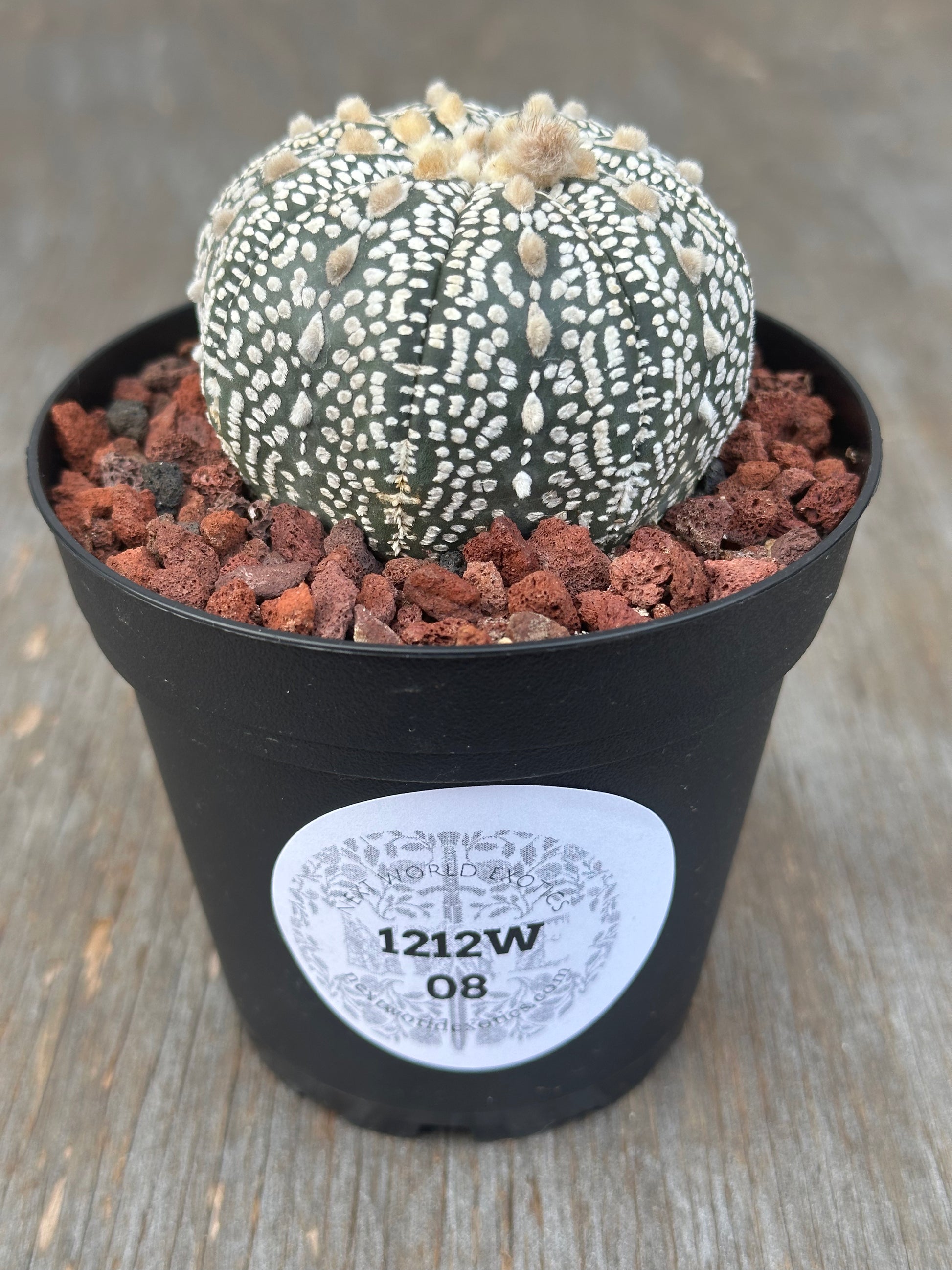 Astrophytum Asterias Super Kabuto cactus in a 4-inch pot, showcasing its distinct pattern and thorns, ideal for exotic plant enthusiasts.