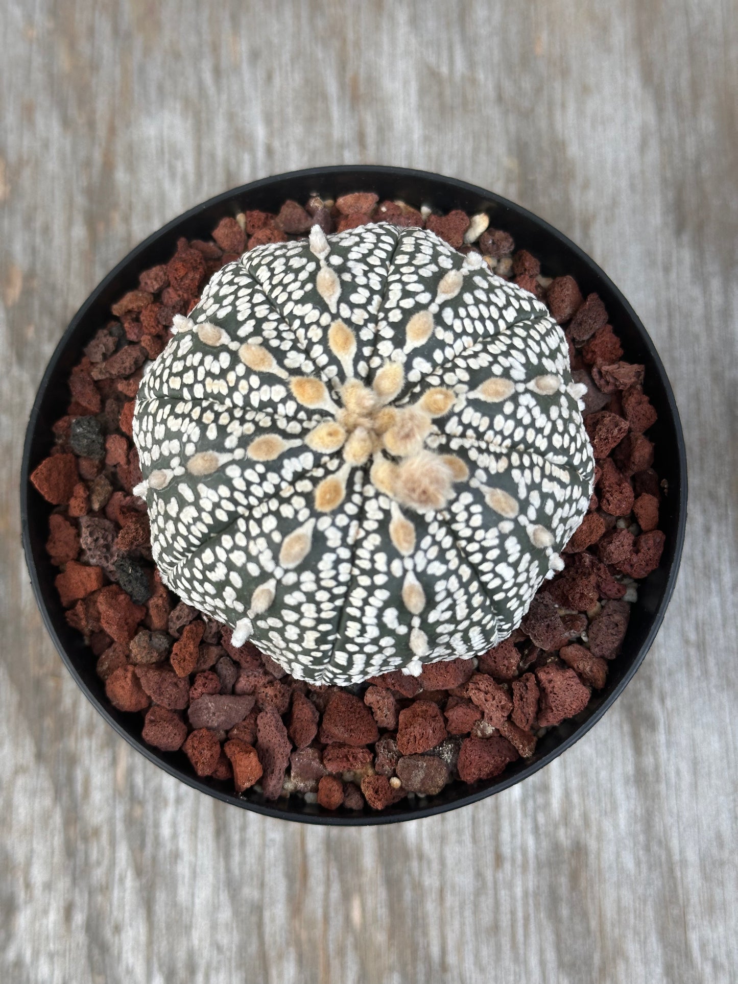 Astrophytum Asterias Super Kabuto cactus with distinctive white spots, displayed in a 4-inch pot, ideal for exotic houseplant enthusiasts.