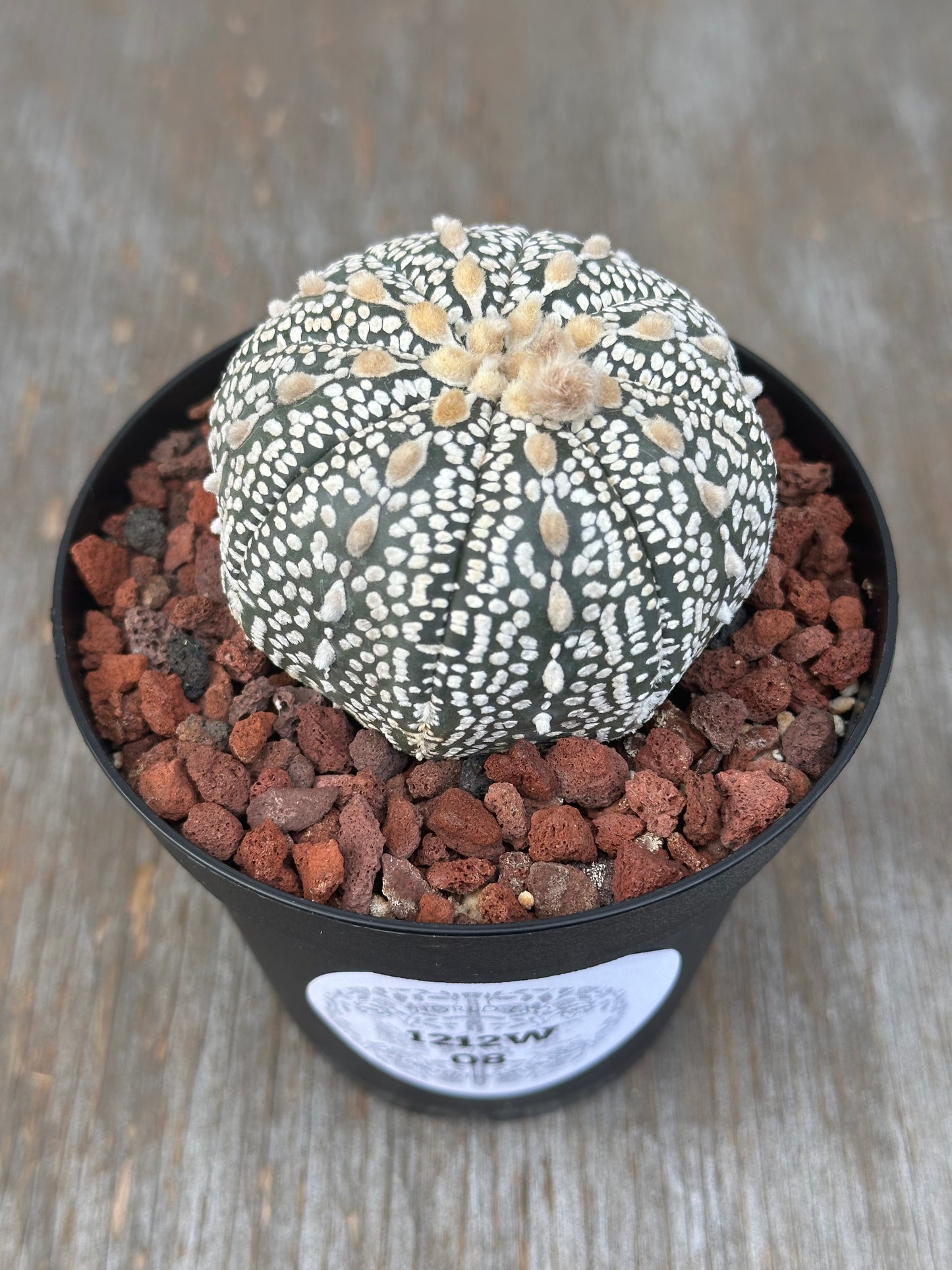 Astrophytum Asterias Super Kabuto cactus with white spots in a 4-inch pot, featured in Next World Exotics' rare plant collection.