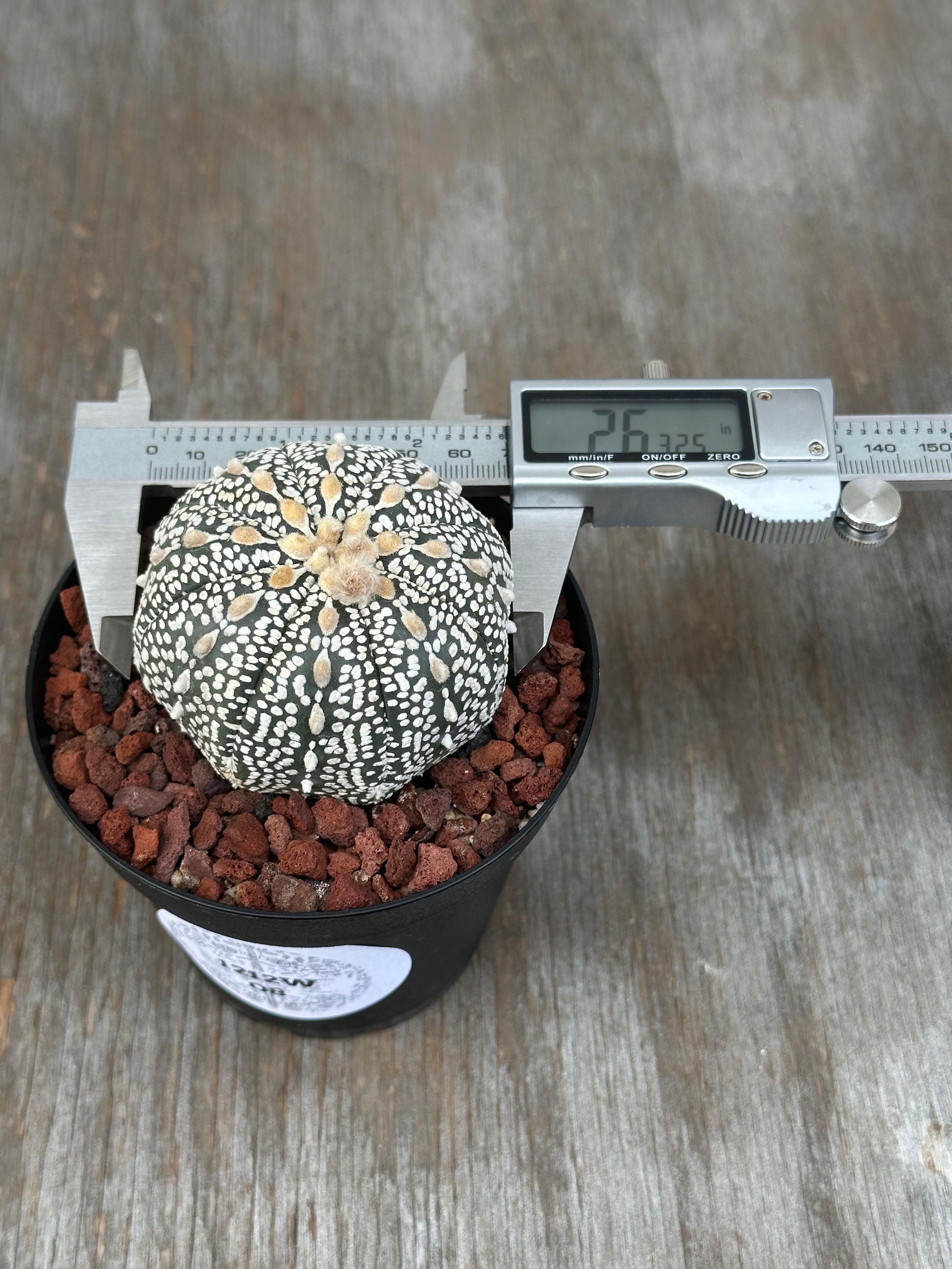 Astrophytum Asterias Super Kabuto cactus in a 4-inch pot, measured by a caliper, showcasing its unique white dotted pattern.