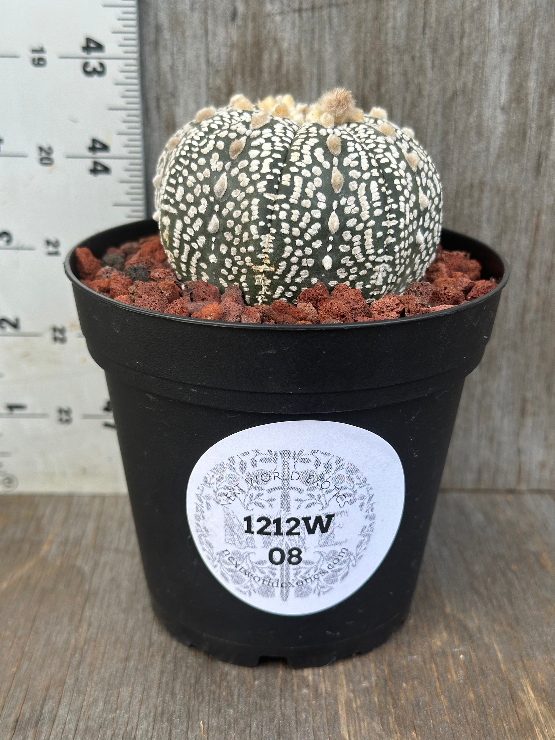 Astrophytum Asterias Super Kabuto in a 4-inch pot, featuring white spots and housed in a black pot with red rocks.