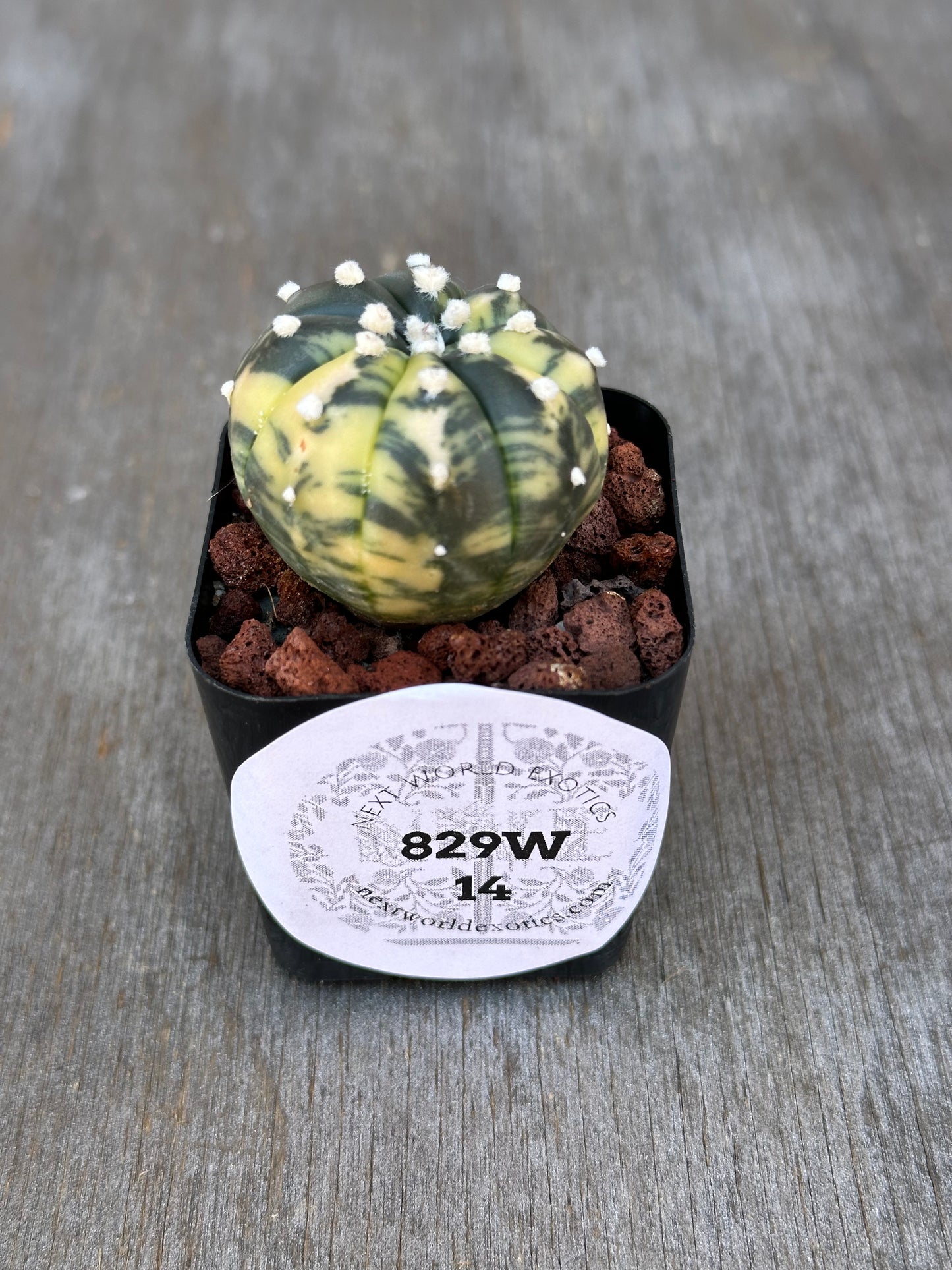 Astrophytum Asterias Variegated (829W14) cactus in a small pot, close-up view, showcasing its unique variegated patterns and spherical shape, perfect for rare plant collectors.