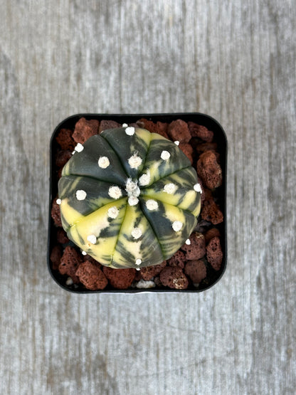 Astrophytum Asterias Variegated (829W14): A rare, exotic cactus in a pot, ideal for collectors of variegated houseplants.