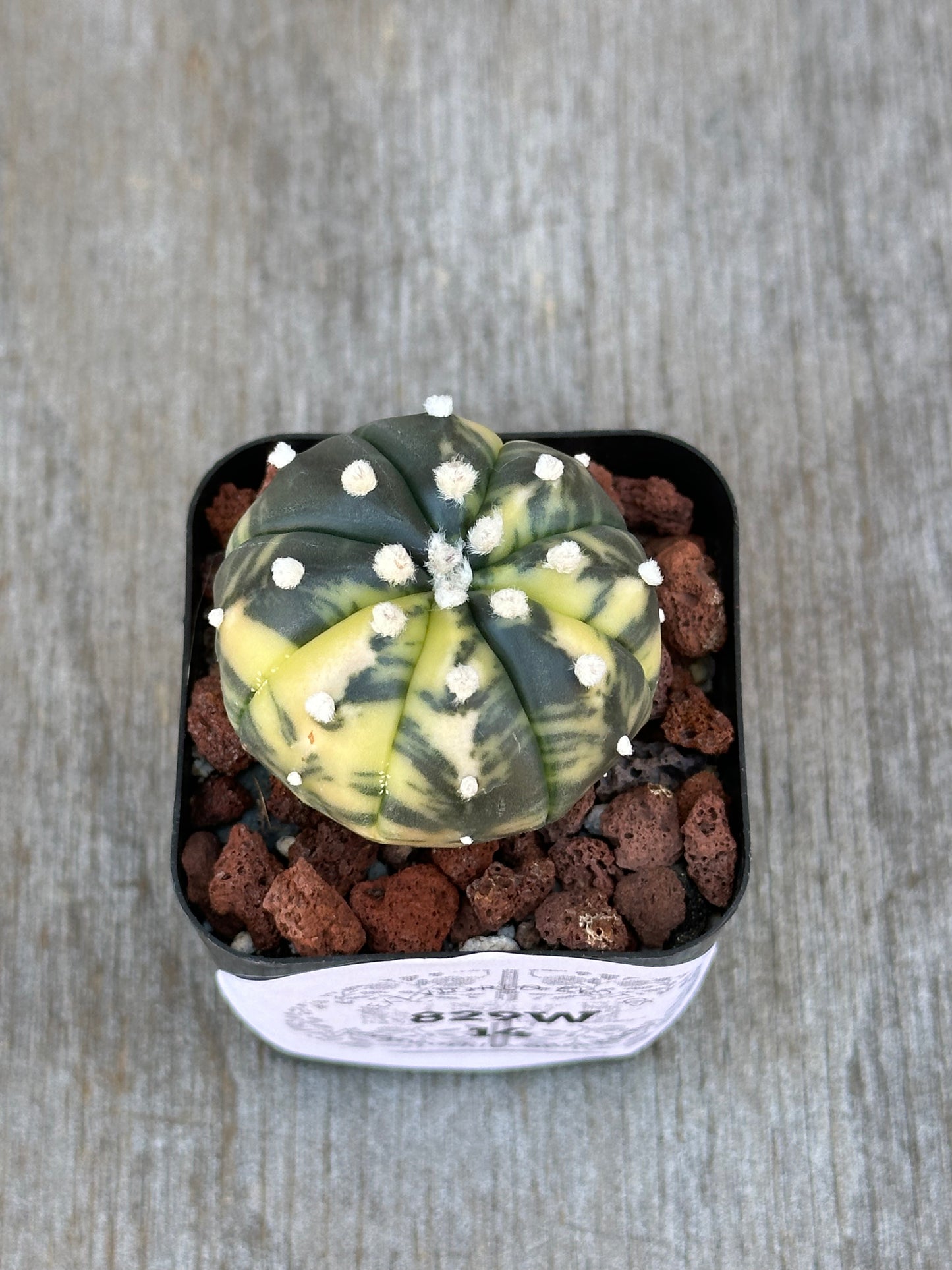 Astrophytum Asterias Variegated (829W14) cactus in a pot, featured in Next World Exotics' rare plant collection, perfect for seasoned collectors and beginners.