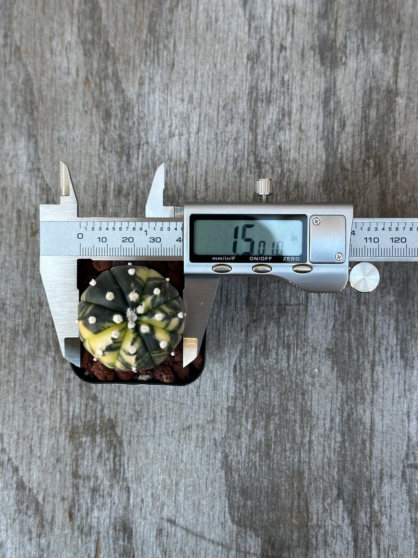 Astrophytum Asterias Variegated (829W14) cactus displayed with a digital caliper, highlighting its size and unique features.