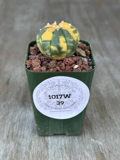 Astrophytum Asterias Variegated Orange in a 2.25-inch pot, featuring unique variegation. Ideal for collectors of exotic houseplants.