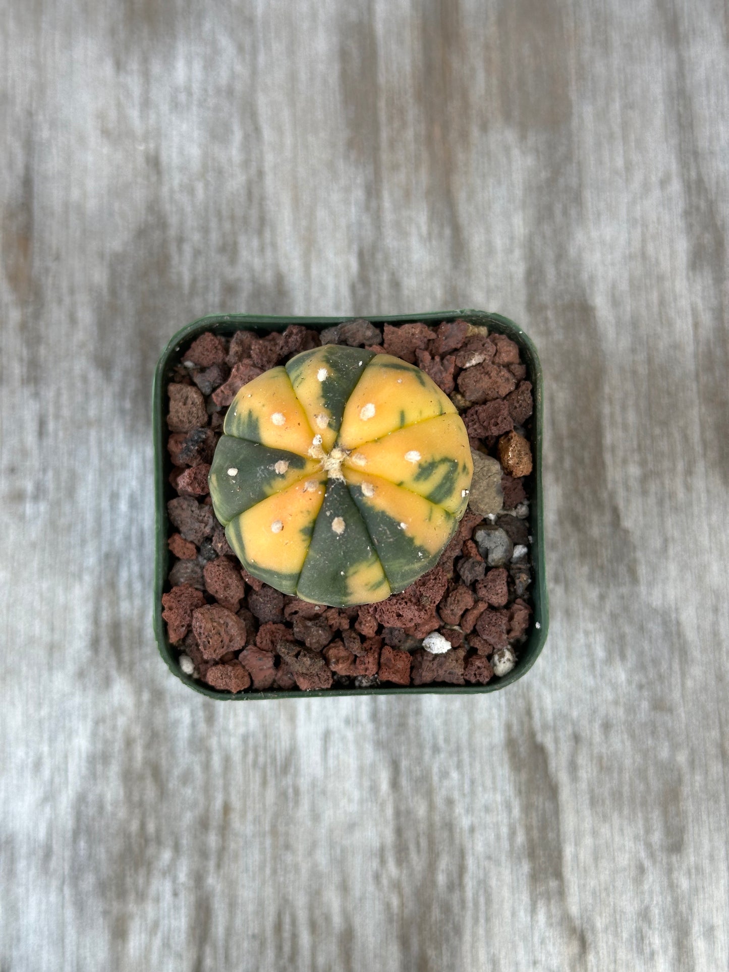 Astrophytum Asterias Variegated Orange in a small pot, showcasing its unique variegation and orange hues, ideal for exotic houseplant collections.