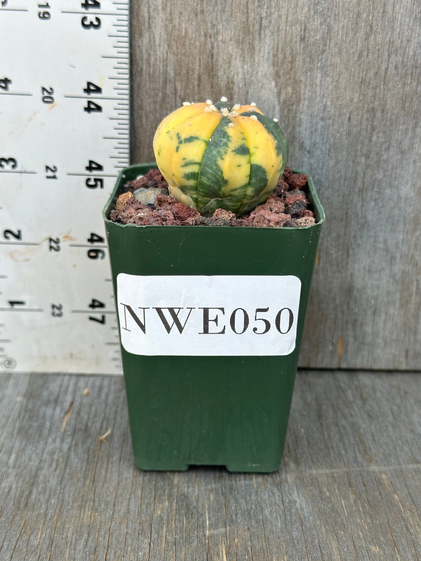 Astrophytum Asterias Variegated Orange in a small pot, showcasing its unique orange hues, ideal for exotic houseplant enthusiasts.