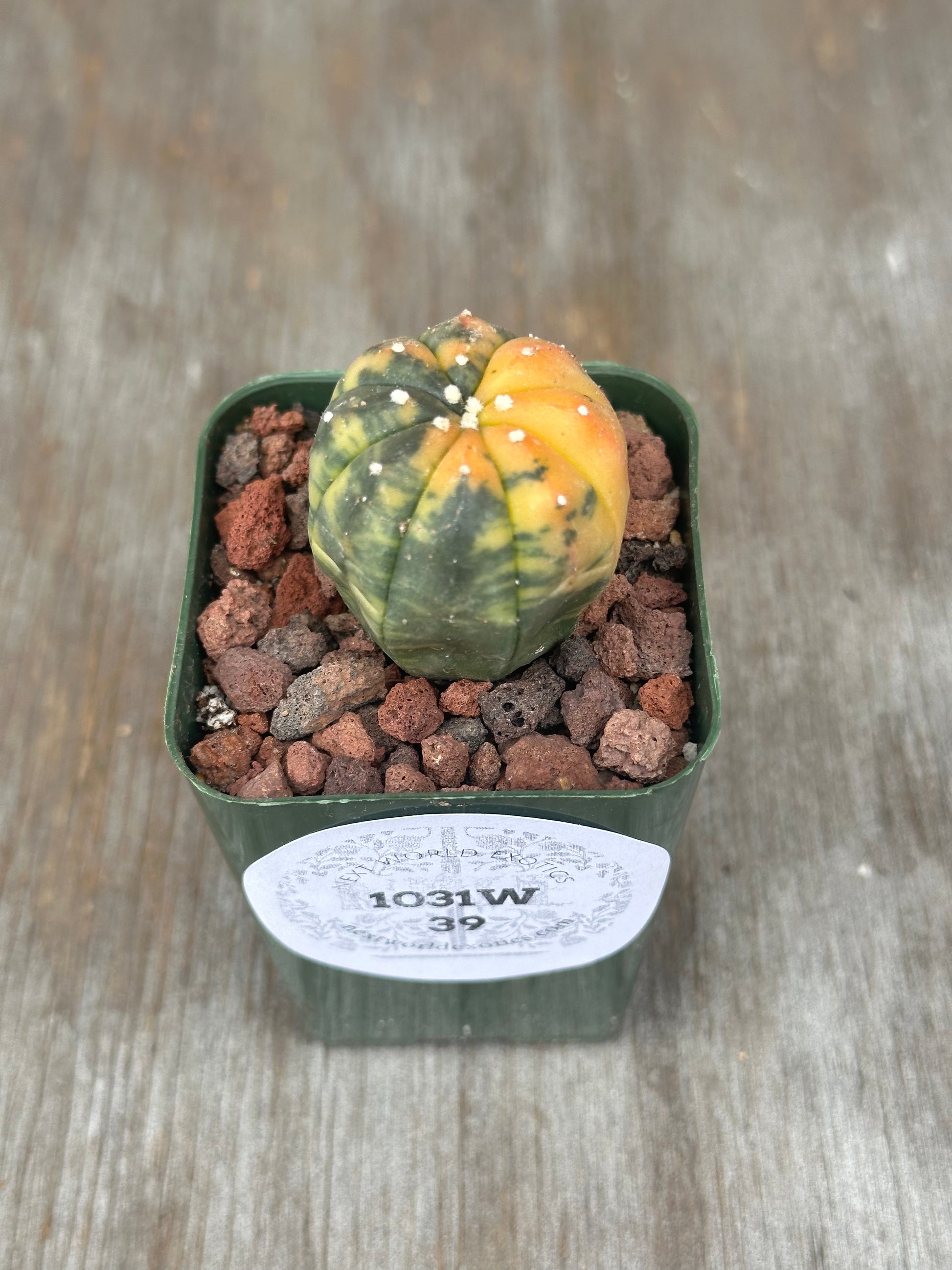 Astrophytum Asterias Variegated Orange in 2.25-inch pot, showcasing distinct variegation and orange hues, suitable for indoor plant collections.