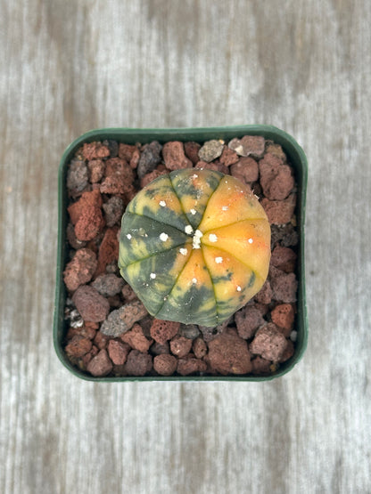 Astrophytum Asterias Variegated Orange in a 2.25-inch pot, showcasing its distinctive form, suited for collectors of rare tropical houseplants.