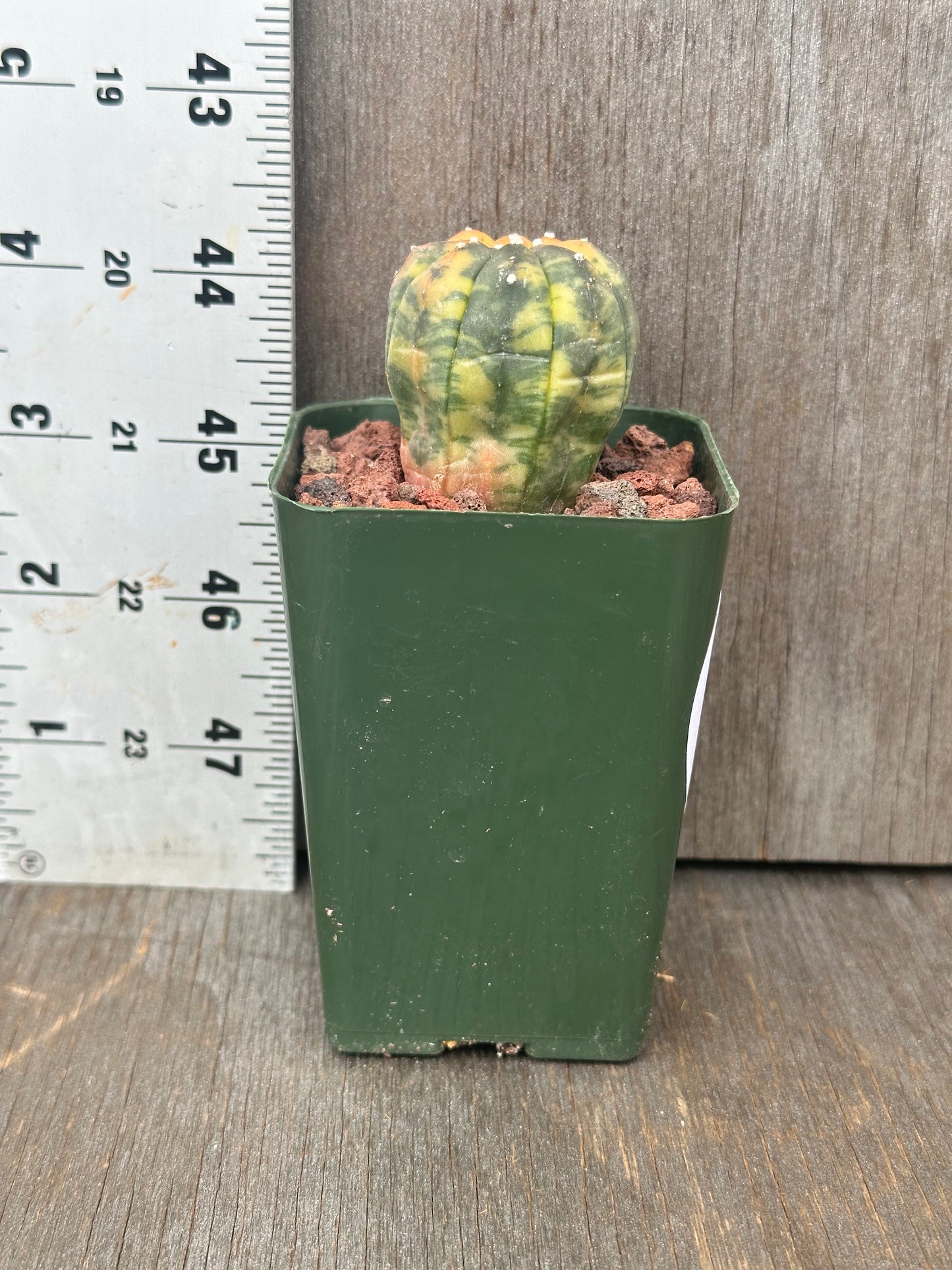 Astrophytum Asterias Variegated Orange in a 2.25-inch green pot, shown with a ruler for size reference, highlighting its unique structure.