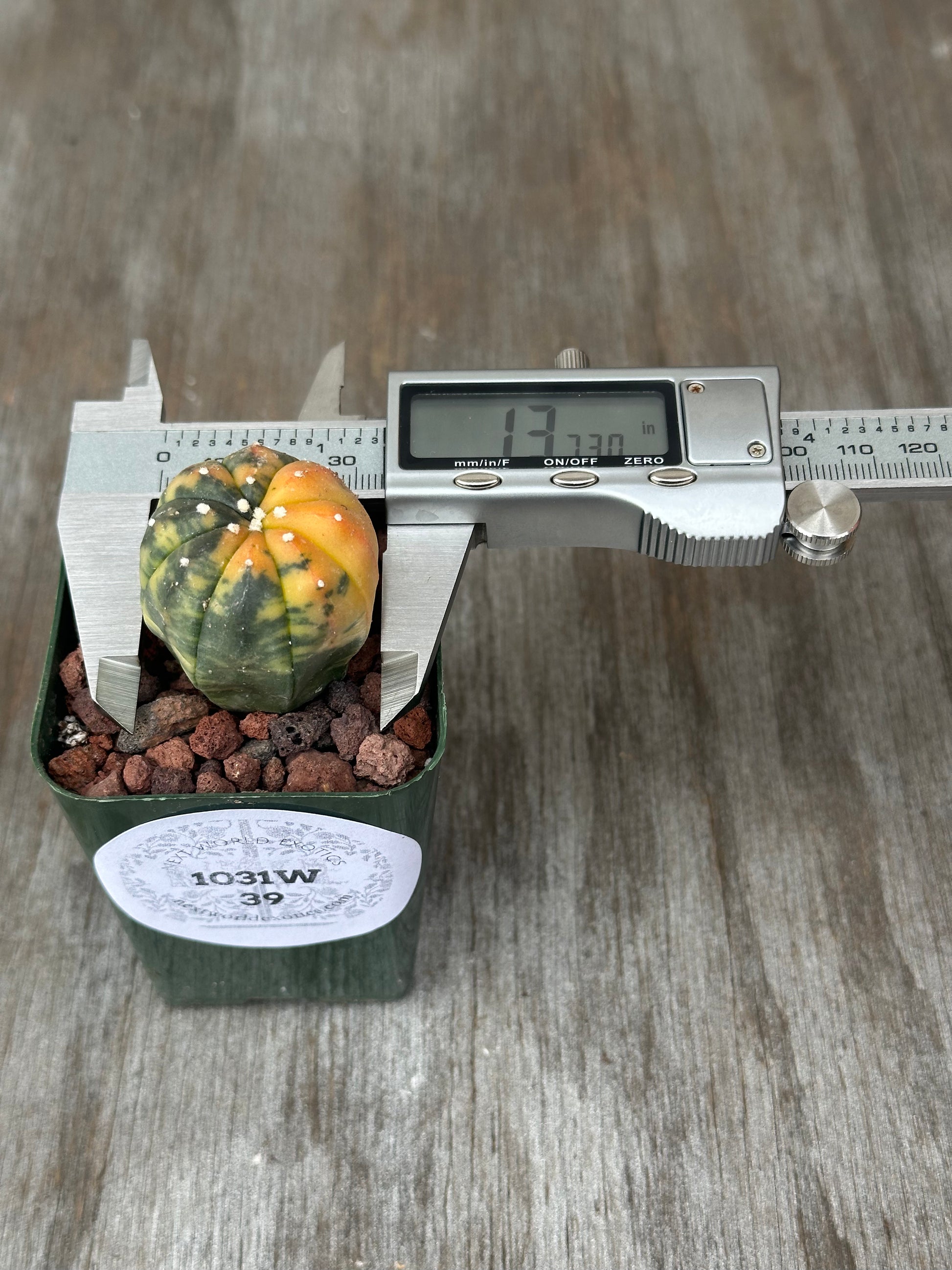 Astrophytum Asterias Variegated Orange (1031W39) in a 2.25-inch pot, shown with a caliper measuring its size.