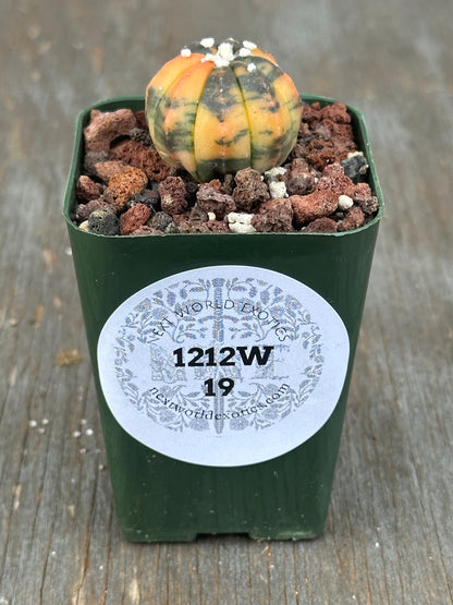 Astrophytum Asterias Variegated Orange (1212W19) in a small pot with a visible label, showcasing its unique texture and pattern, ideal for collectors.