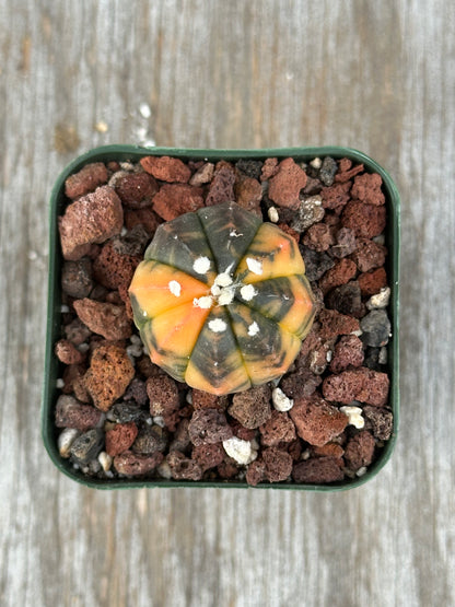 Variegated Astrophytum Asterias with orange hues in a 2.25-inch pot, showcasing its unique star-shaped form, available at Next World Exotics.