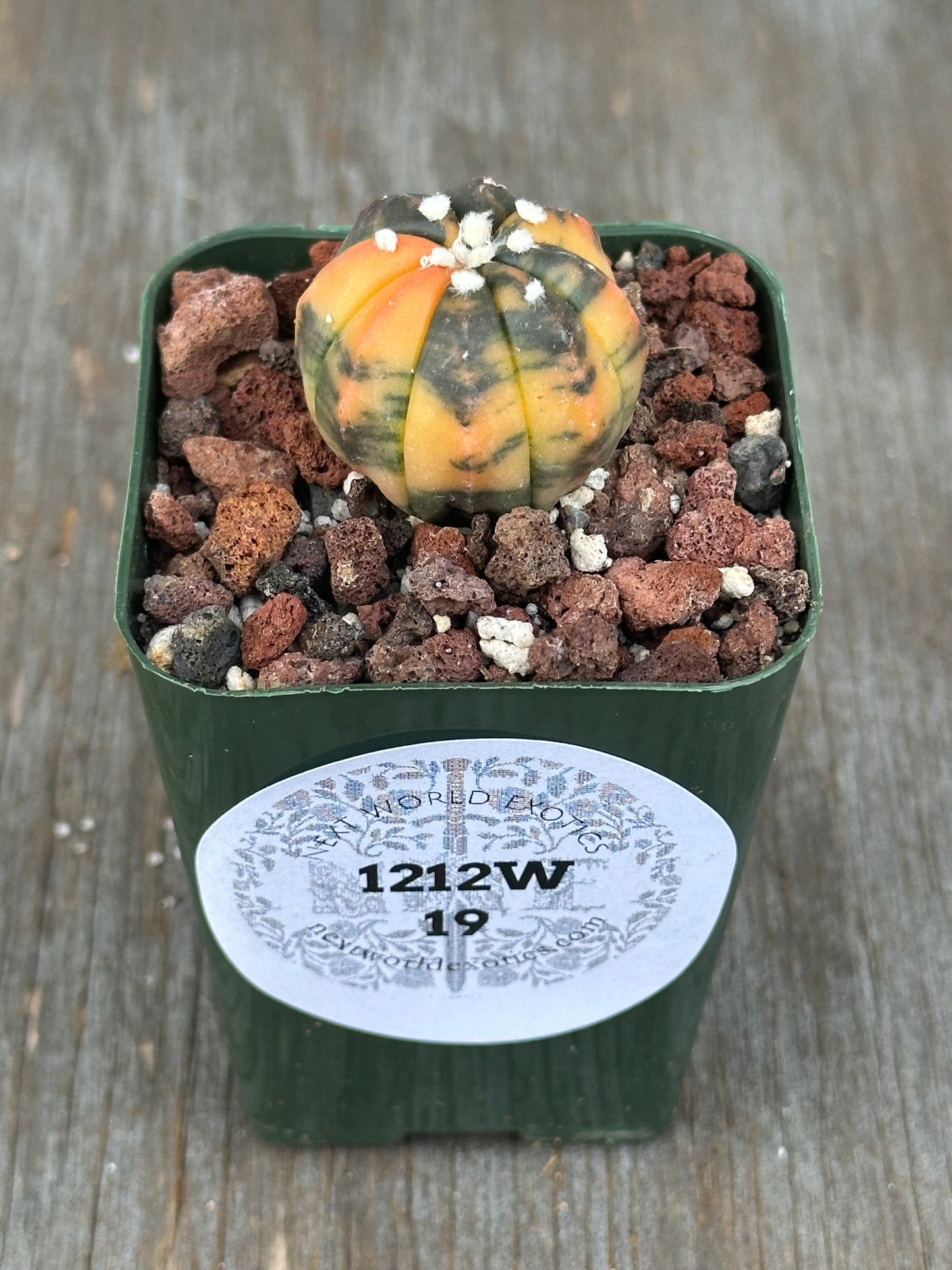 Astrophytum Asterias Variegated Orange in 2.25-inch pot, showcasing unique variegation with visible pot and label elements. Perfect for exotic plant enthusiasts.