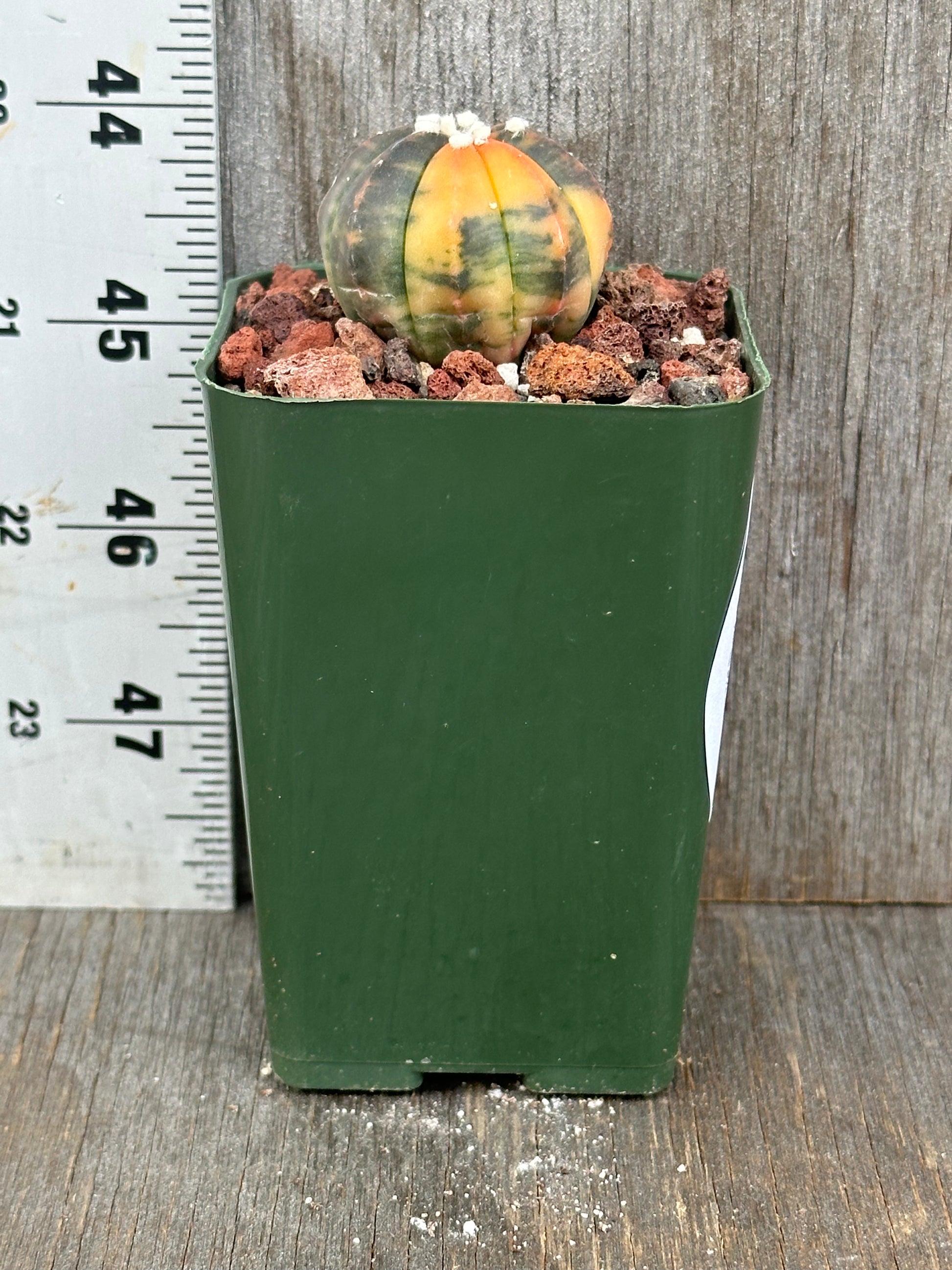 Astrophytum Asterias Variegated Orange in a small pot, showcasing distinct variegation and orange hues, ideal for exotic plant collectors.