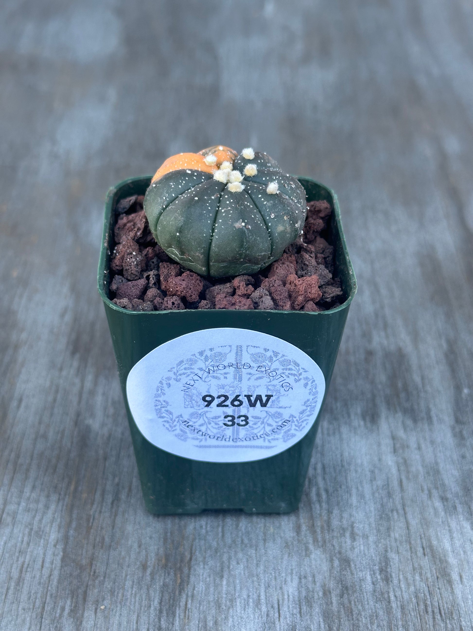 Astrophytum Asterias 'Orange Variegated' (926W33), a small exotic cactus displayed in a pot, ideal for collectors and houseplant enthusiasts.