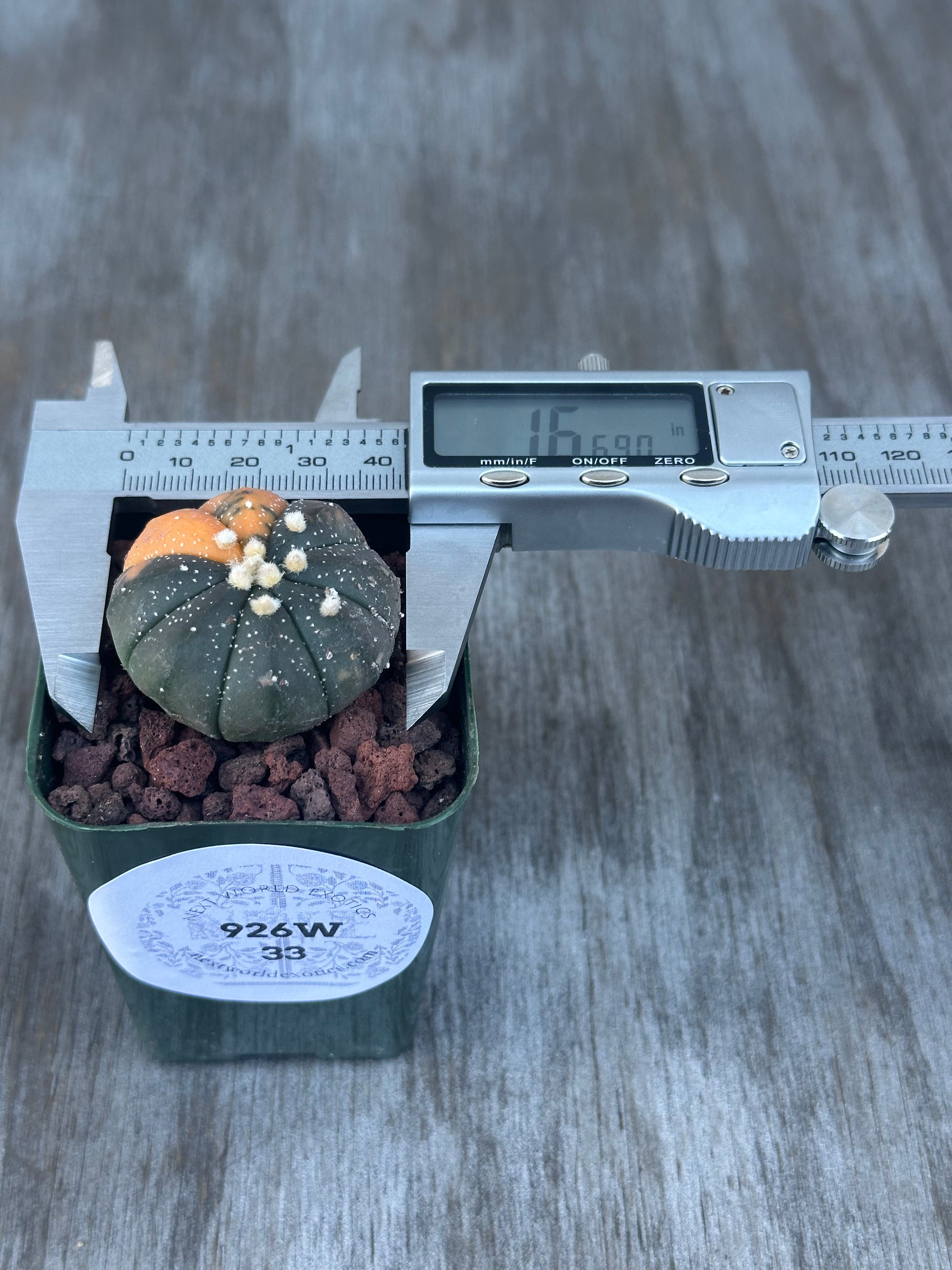 Astrophytum Asterias 'Orange Variegated' cactus being measured with a caliper, highlighting its precise size for collectors.