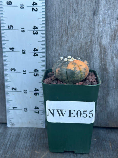 Astrophytum Asterias 'Orange Variegated' (926W33) cactus in a pot, shown next to a ruler for size reference.