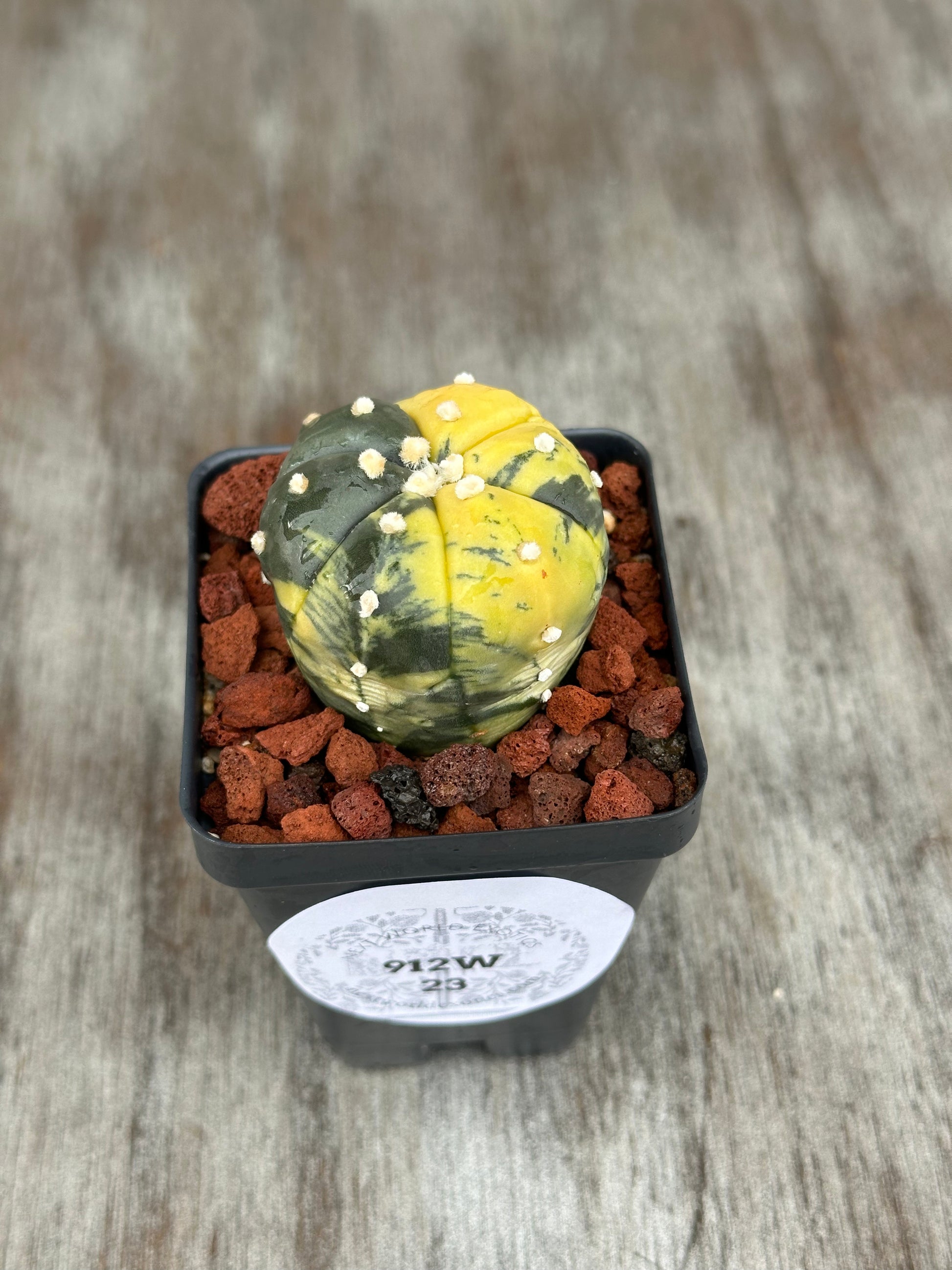 Astrophytum Asterias cv. 'Ooibo Fukuryu' Variegated cactus in a 2.5-inch pot, showcasing its unique pattern. Perfect for exotic houseplant enthusiasts.