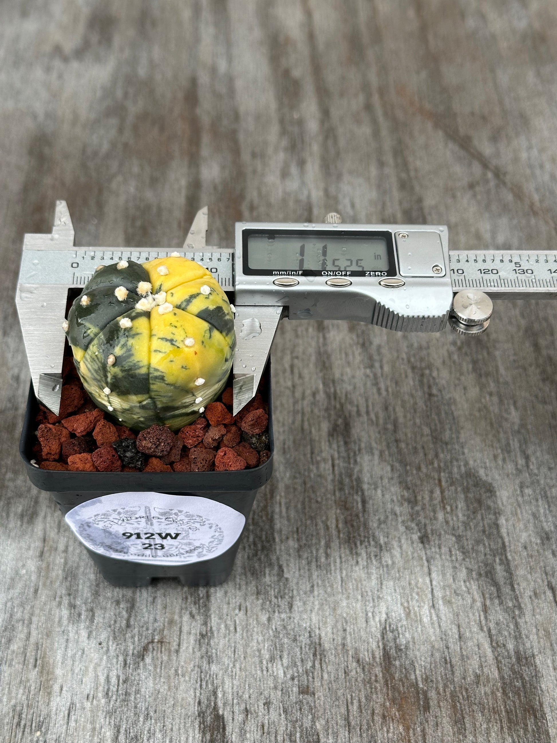 Astrophytum Asterias cv. 'Ooibo Fukuryu' variegated cactus in a 2.5-inch pot, measured with a caliper.