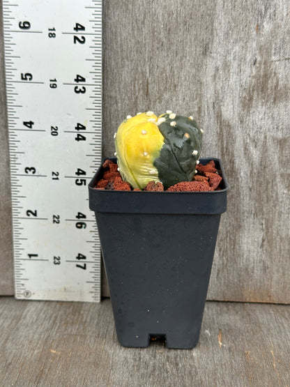 Astrophytum Asterias cv. 'Ooibo Fukuryu' Variegated cactus in a 2.25-inch pot, displayed next to a ruler for size reference.